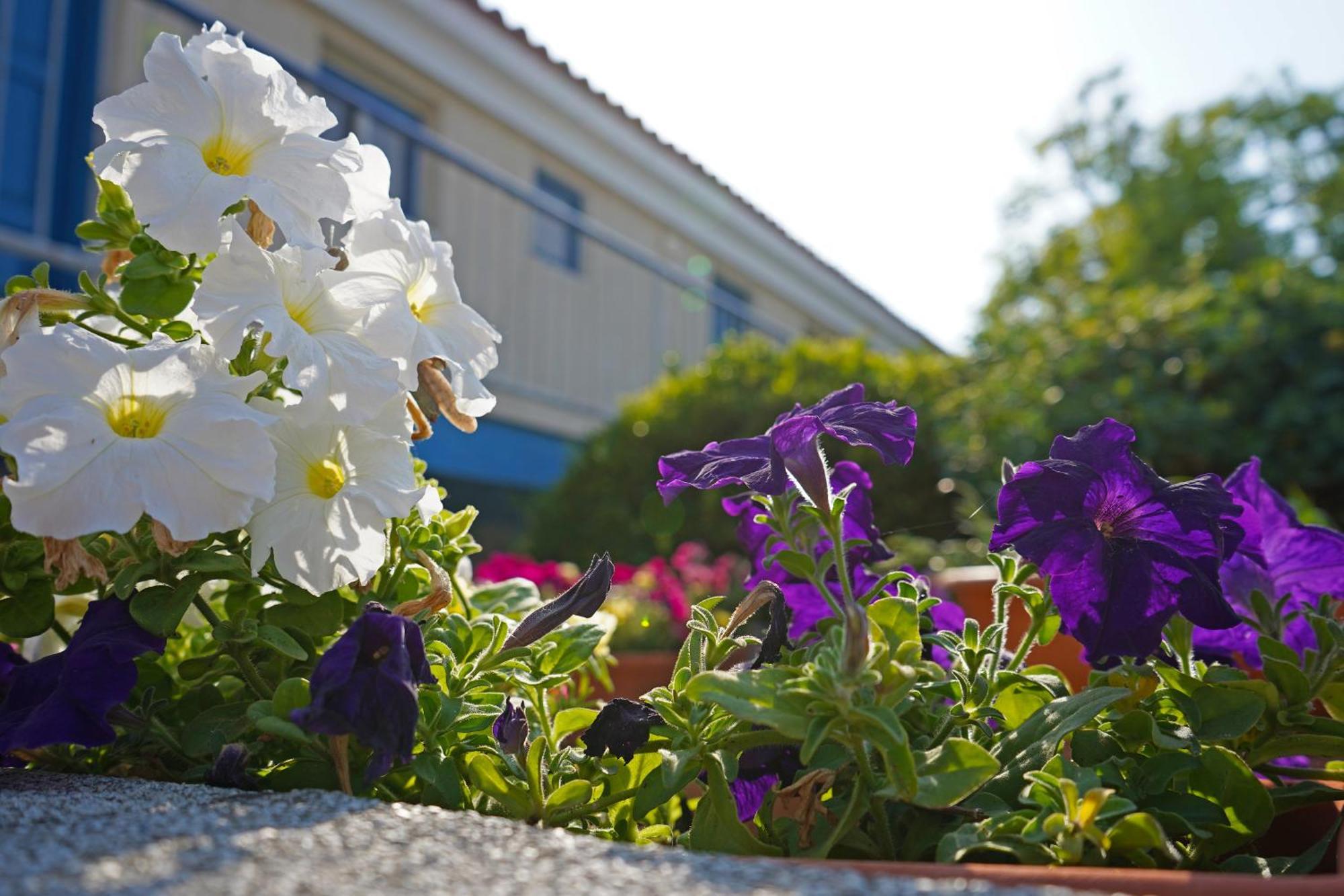 Green Bungalows Hotel Apartments Ayia Napa Exterior foto
